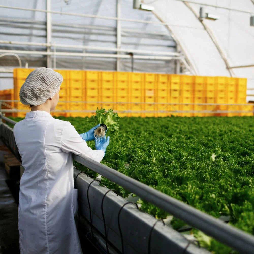 INDUSTRIES AGROALIMENTAIRES